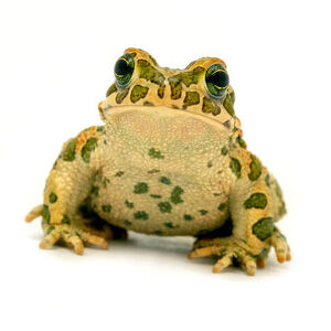 Team Page: Snode's Toads - 4th